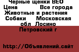 Черные щенки ВЕО › Цена ­ 5 000 - Все города Животные и растения » Собаки   . Московская обл.,Лосино-Петровский г.